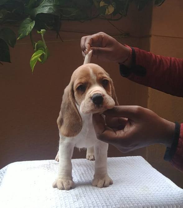 DogsIndia.com - Beagle - Kinderlands Beagles - Kishore