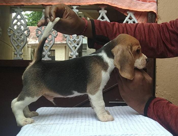 DogsIndia.com - Beagle - Kinderlands Beagles - Kishore
