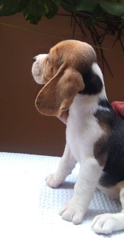 DogsIndia.com - Beagle - Kinderlands Beagles - Kishore