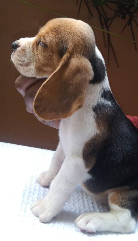 DogsIndia.com - Beagle - Kinderlands Beagles - Kishore