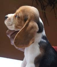 DogsIndia.com - Beagle - Kinderlands Beagles - Kishore