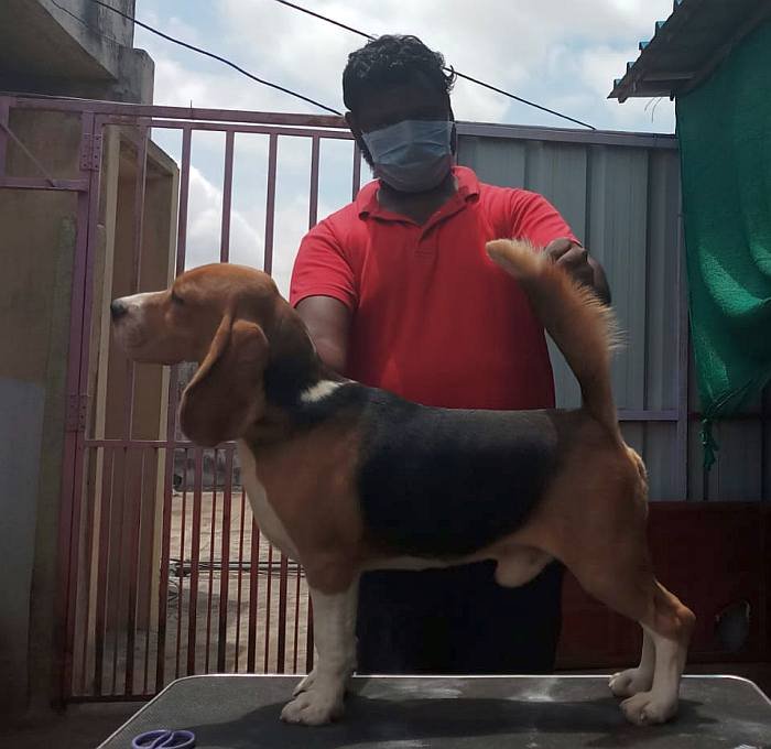 DogsIndia.com - Beagle - Kinderlands Beagles - Kishore