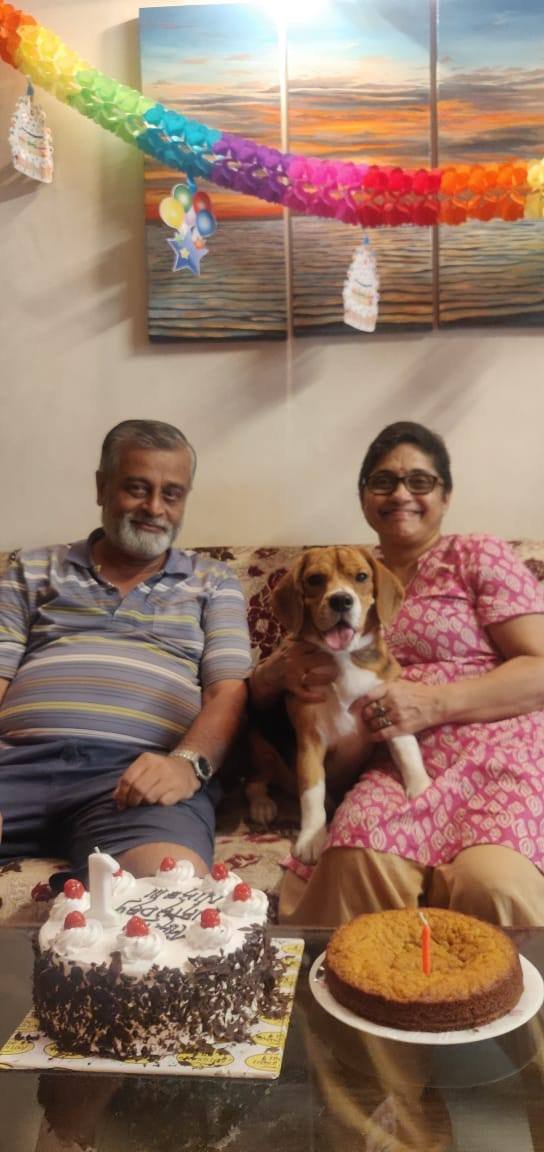 DogsIndia.com - Beagle - Kinderlands Beagles - Kishore