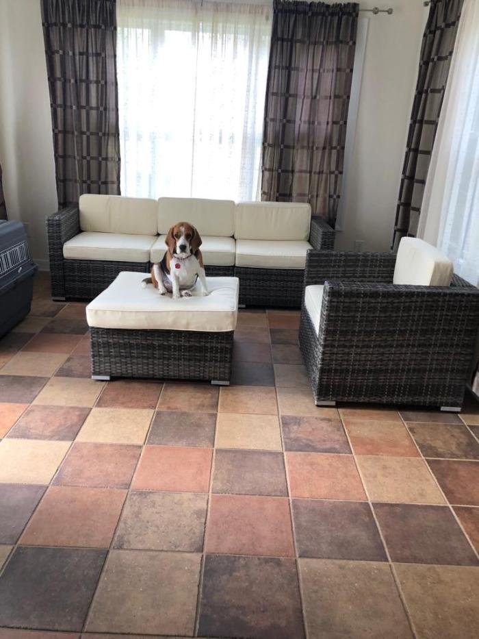 DogsIndia.com - Beagle - Kinderlands Beagles - Kishore