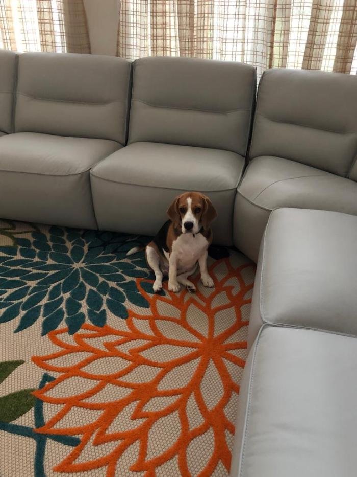 DogsIndia.com - Beagle - Kinderlands Beagles - Kishore
