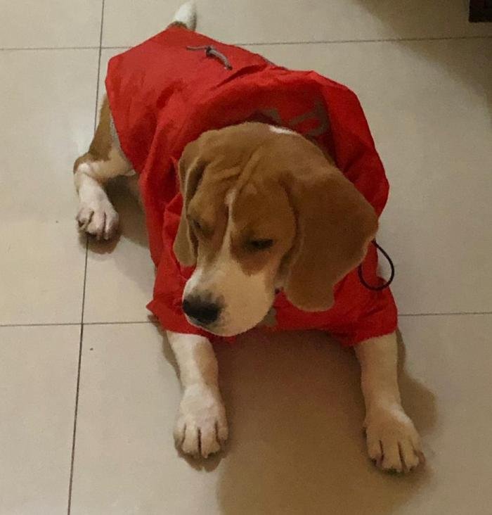 DogsIndia.com - Beagle - Kinderlands Beagles - Kishore