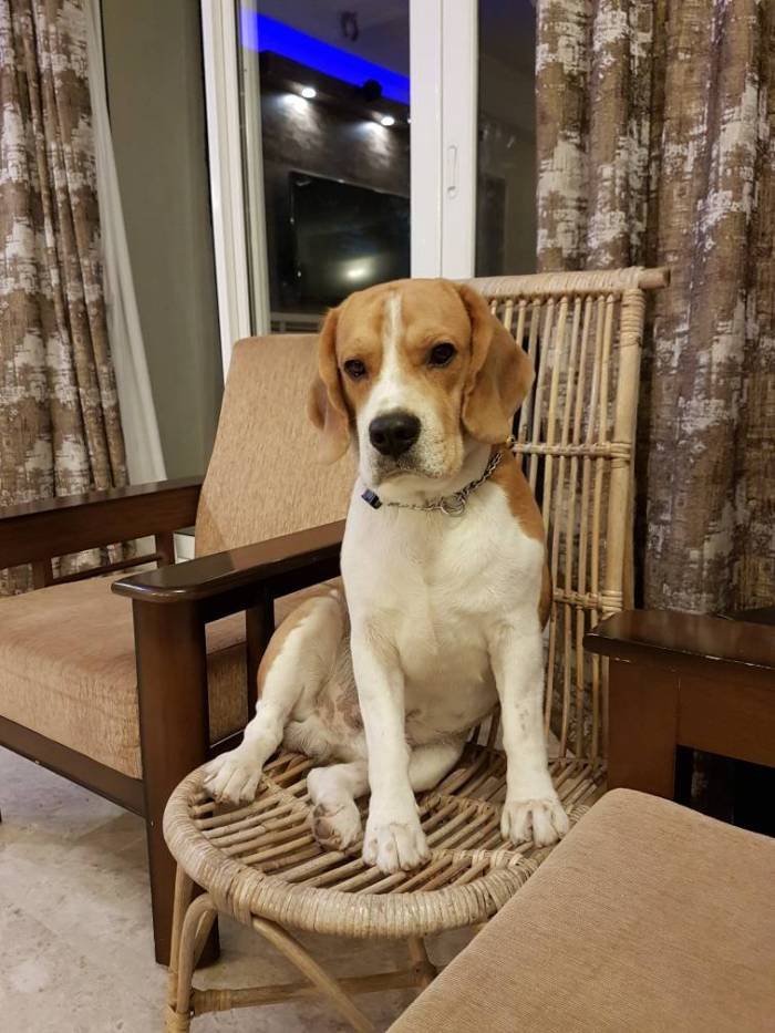 DogsIndia.com - Beagle - Kinderlands Beagles - Kishore