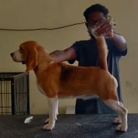 DogsIndia.com - Beagle - Lathika Kennels