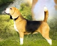 DogsIndia.com Beagle Lydian Kennel