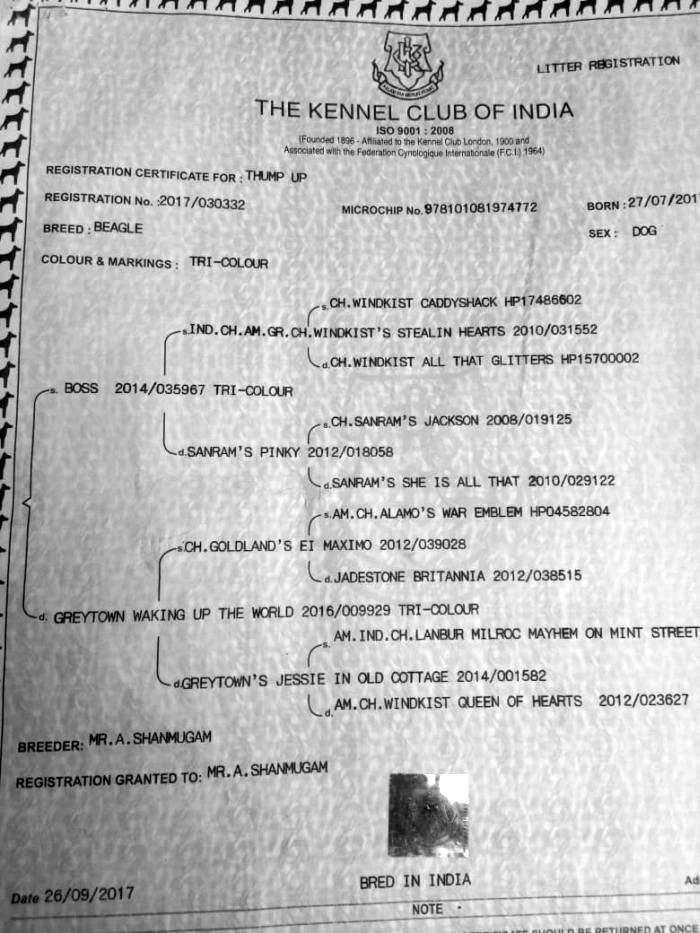 DogsIndia.com - Beagle - Moneesh's Kennel - Illangovan