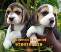 DogsIndia.com - Beagle - Moneesh's Kennel - Illangovan