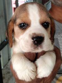 DogsIndia.com - Beagle - Umapathy