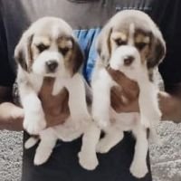 DogsIndia.com - Beagle - Nihal, Hayesberg