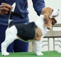DogsIndia.com - Beagle - Nishmaar's - Nishanth Kumar