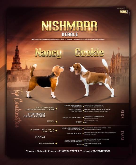 DogsIndia.com - Beagle - Nishmaar's - Nishanth Kumar