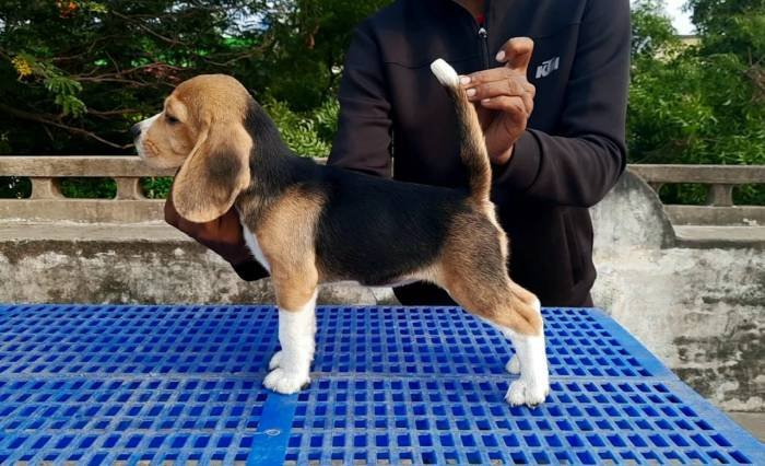 DogsIndia.com - Beagle - Nishmaar's - Nishanth Kumar
