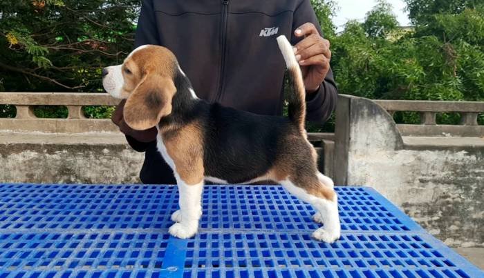 DogsIndia.com - Beagle - Nishmaar's - Nishanth Kumar