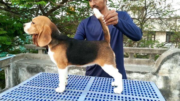 DogsIndia.com Beagle  Nishmaar's  Nishanth Kumar