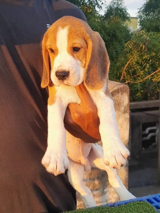 DogsIndia.com - Beagle - Nishmaar's - Nishanth Kumar