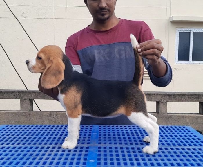 DogsIndia.com - Beagle - Nishmaar's - Nishanth Kumar