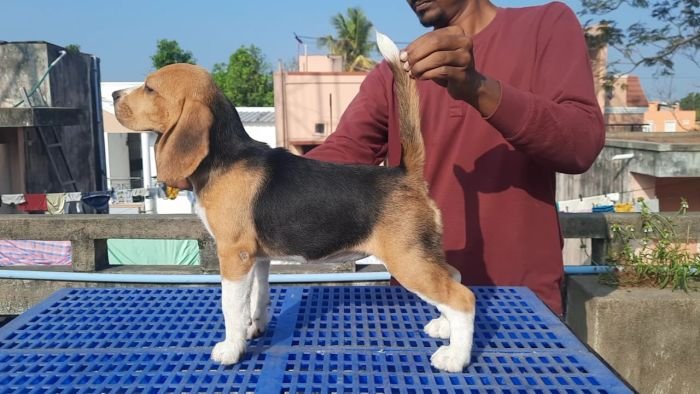 DogsIndia.com - Beagle - Nishmaar's - Nishanth Kumar