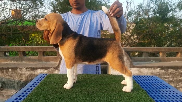 DogsIndia.com - Beagle - Nishmaar's - Nishanth Kumar