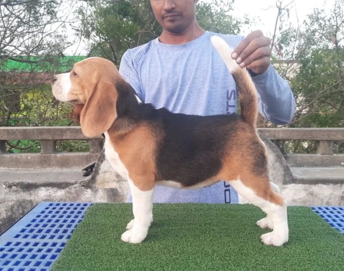 DogsIndia.com - Beagle - Nishmaar's - Nishanth Kumar