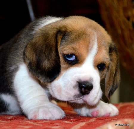 Beagle Puppy DogsIndia