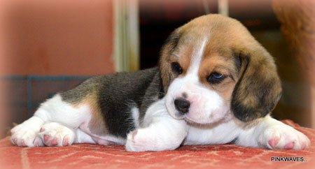 Beagle Puppy DogsIndia