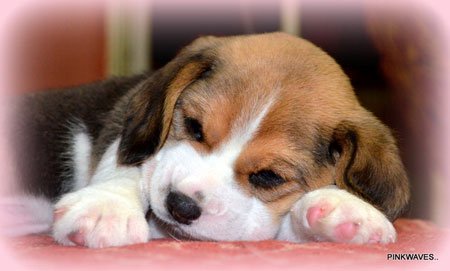 Beagle Puppy DogsIndia