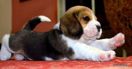 Beagle Puppy DogsIndia