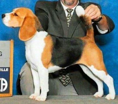 DogsIndia.com - Beagle - Dayspring Kennel - Prasanna Manohar