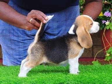 DogsIndia.com - Beagle - Dayspring Kennel - Prasanna Manohar
