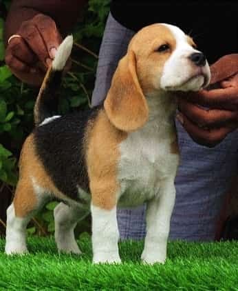 DogsIndia.com - Beagle - Dayspring Kennel - Prasanna Manohar