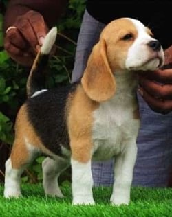 DogsIndia.com - Beagle - Dayspring Kennel - Prasanna Manohar