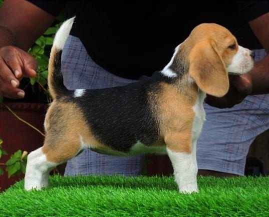 DogsIndia.com - Beagle - Dayspring Kennel - Prasanna Manohar