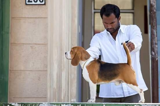 DogsIndia.com - Beagle - Praveen