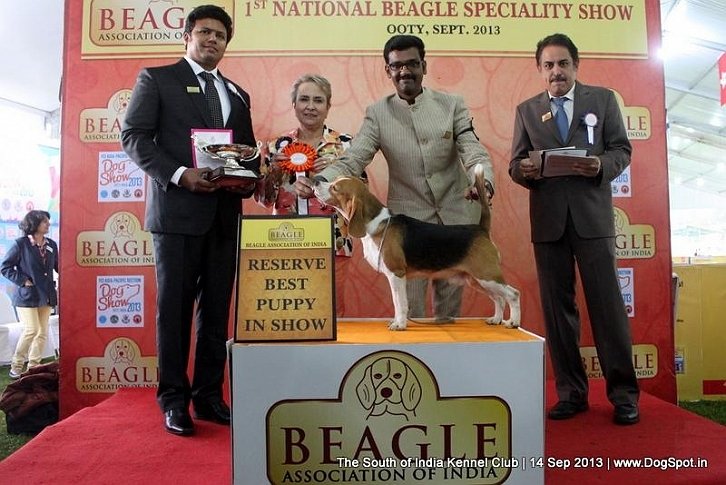 DogsIndia.com - Beagle - Praveen