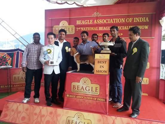DogsIndia.com - Beagle - Praveen