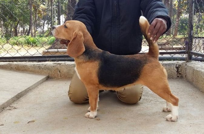 DogsIndia.com - Beagle - Praveen