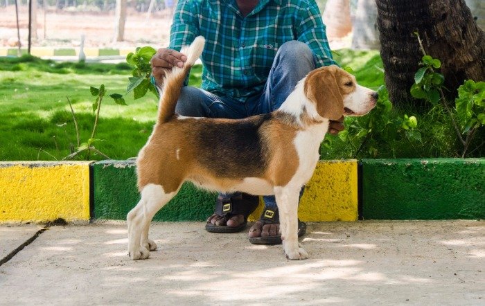 DogsIndia.com - Beagle - Praveen