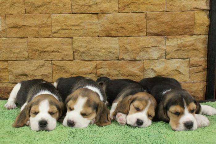 DogsIndia.com - Beagle - Praveen
