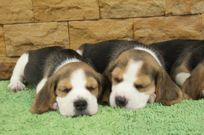 DogsIndia.com - Beagle - Praveen
