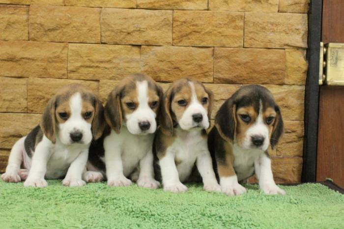 DogsIndia.com - Beagle - Praveen