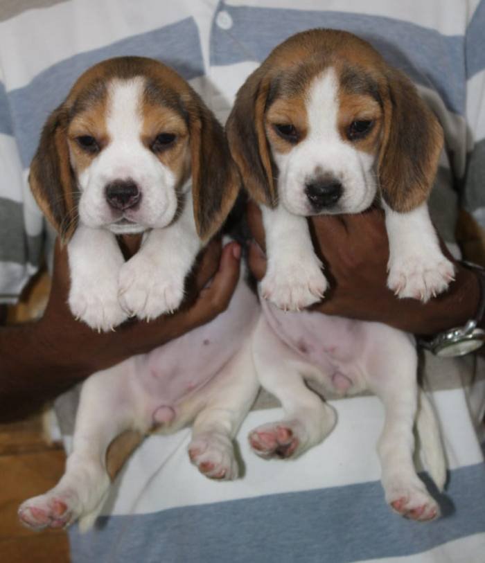 DogsIndia.com - Beagle - Praveen