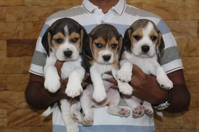 DogsIndia.com - Beagle - Praveen