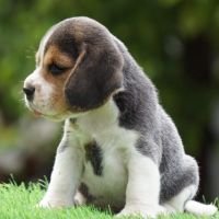 DogsIndia.com - Beagle - Ramasamy