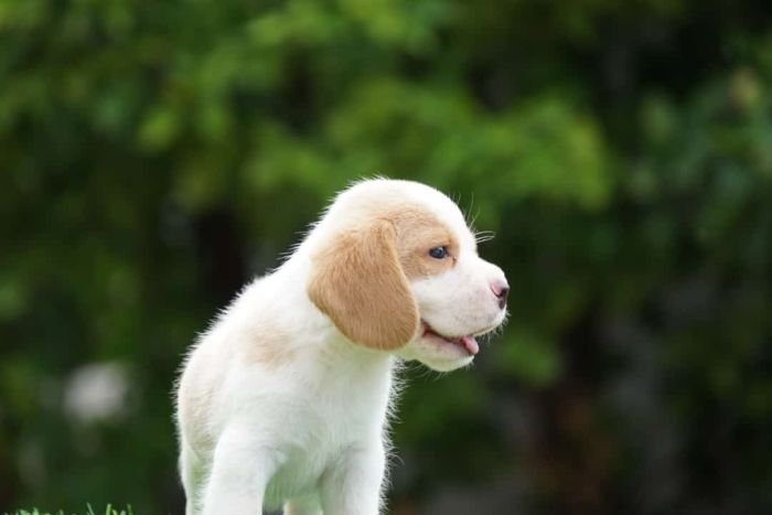 DogsIndia.com - Beagle - Ramasamy