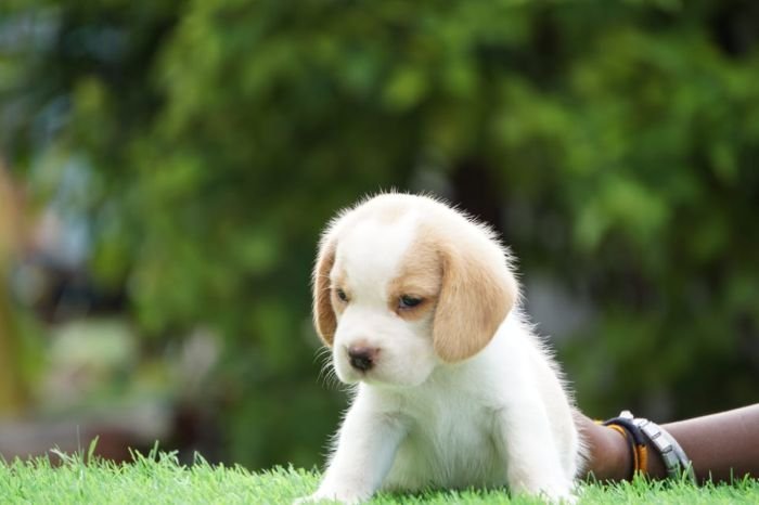 DogsIndia.com - Beagle - Ramasamy