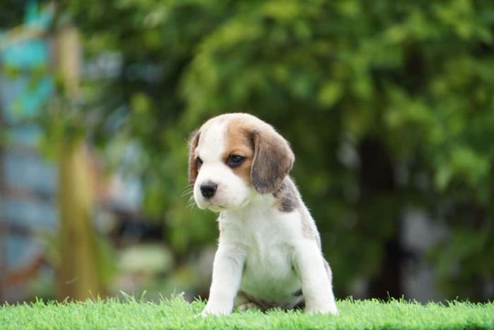 DogsIndia.com - Beagle - Ramasamy